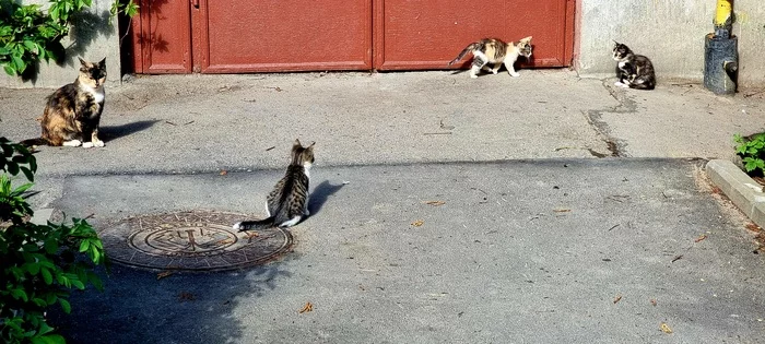 Walking with mom - My, The street, Kittens