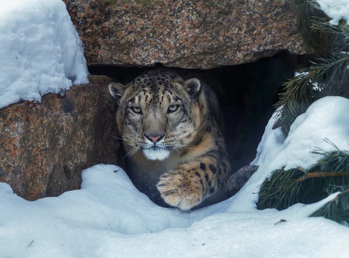 The number of snow leopards has increased in Russia - Snow Leopard, Growth, Number, beauty of nature, wildlife, Wild animals, Russia, Predatory animals, Big cats, Cat family, WWF, Rare view, Red Book, Study of, Protection of Nature, Accounting, Result, Video, Youtube, Longpost
