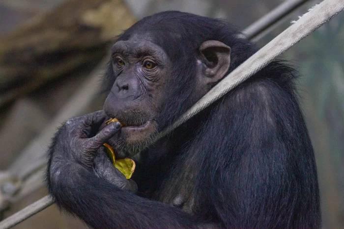 Novosibirsk Zoo - My, Animals, Novosibirsk, Zoo, Chimpanzee, Monkey, Hand, Novosibirsk Zoo