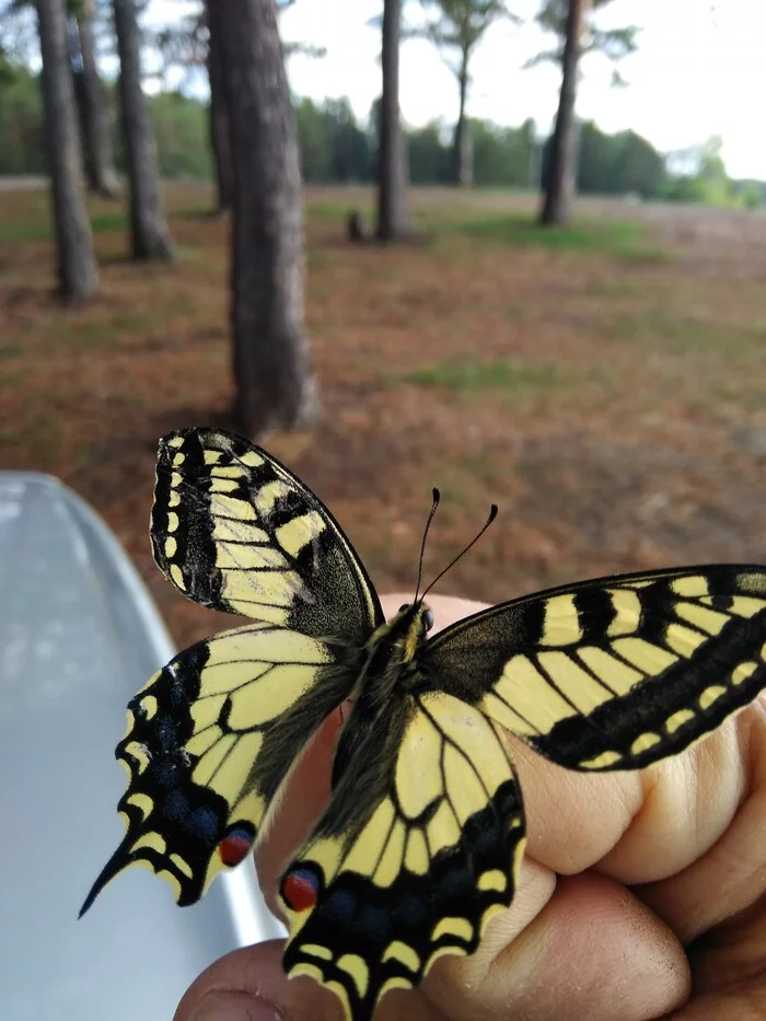 beauty in summer - beauty of nature, Butterfly