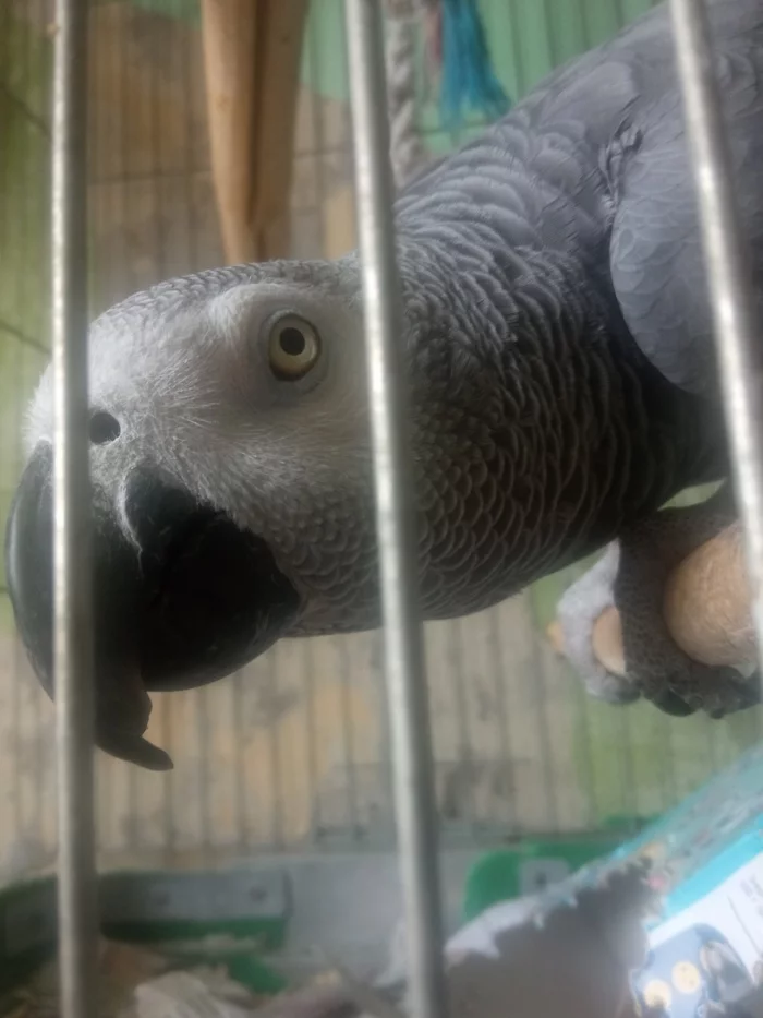 Parrot Roma - My, Jaco, A parrot, Birds