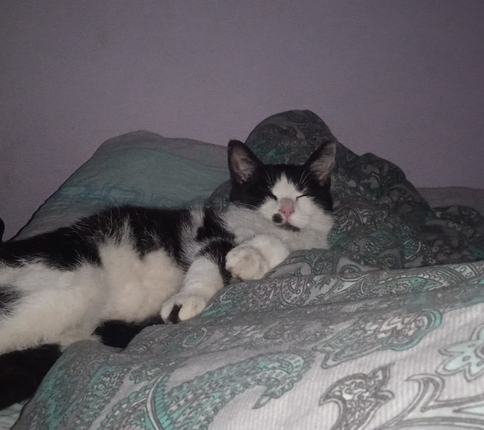 Прораб по кличке Пёз