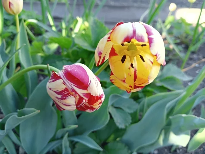 Such different tulips - My, Mobile photography, Tulips, Macro photography, Spring, Flowers, Longpost