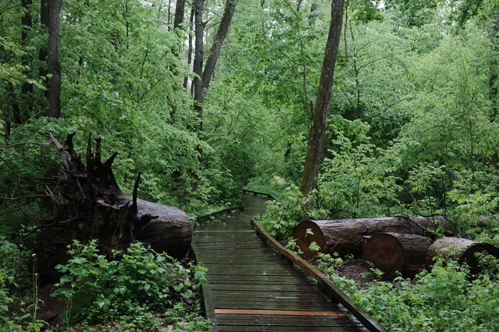 Walking in the rain - My, Forest, Swamp, Voronezh Reserve, Green trees, Rain, The photo, Longpost