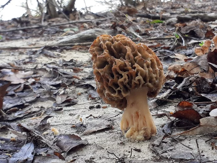 Mushroom Intelligence - My, Mushrooms, Dew, Samara Region, Longpost, Morels