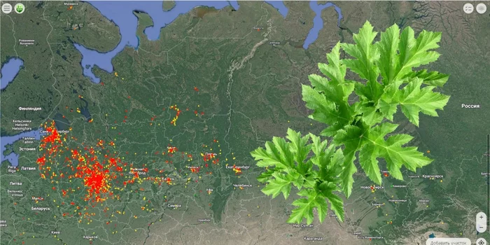 Can't destroy? Mark on the map! - My, Hogweed, ANTI-FISHING AGENT, Data collection, Scheduling tasks, IT, The nature of Russia, wildlife, Biodiversity, Plants