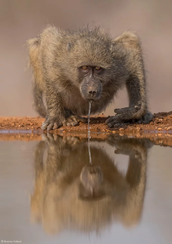 Young baboon at the waterhole - Baboons, Baboon, Primates, Monkey, Wild animals, wildlife, Reserves and sanctuaries, South Africa, The photo, Waterhole