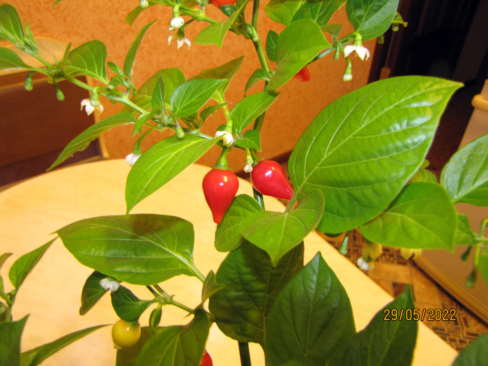 biquinho. обзор и распаковка :d огород на подоконнике, острый перец, перец, перцеводство, гидропоника, растения, длиннопост
