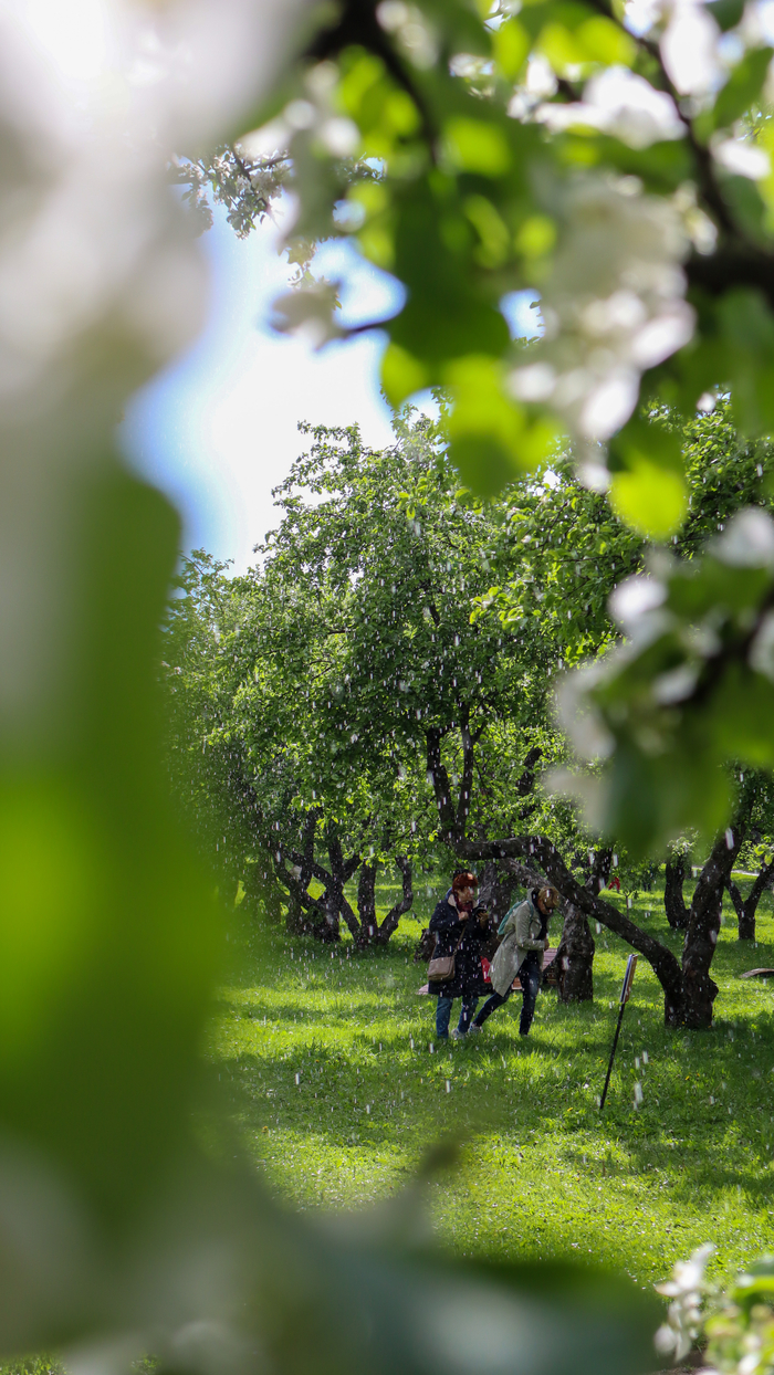 Грибной дождь