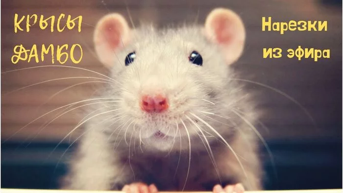 Rats on air - My, Rat, Rat dumbo, Animals, Decorative rats, Funny animals