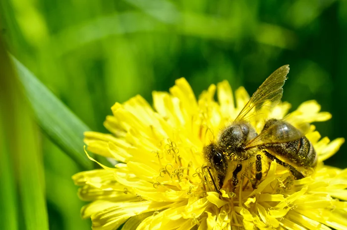 pollen collector - My, Flowers, Pollen, Bees, Nikon d7000
