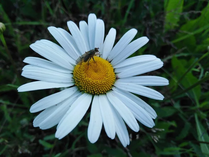 Just a fly on a daisy - My, Chamomile, Муха, Mobile photography