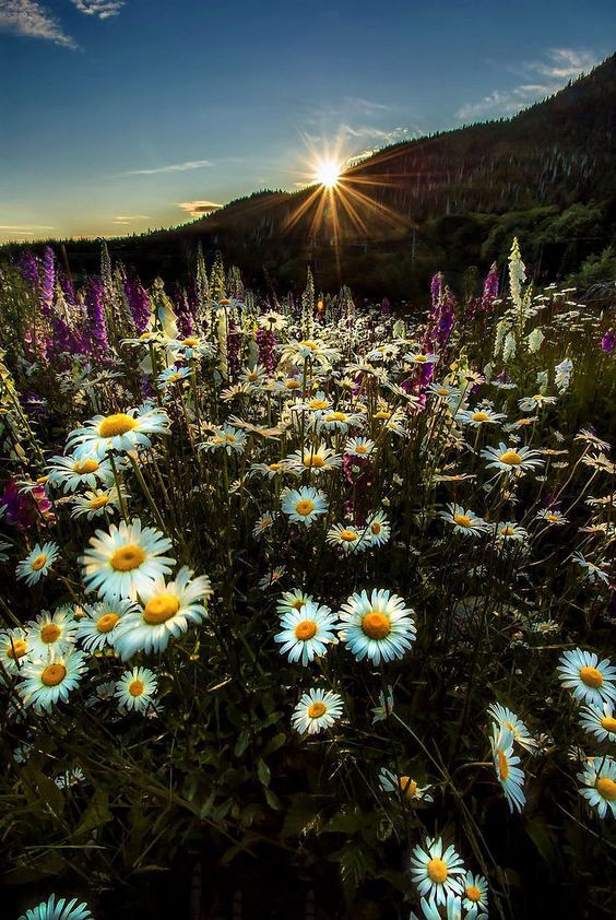 PIKABUShniki, GOOD MORNING! - Flowers, Field, The sun, Spring, Summer, Aesthetics, Morning, dawn, The photo