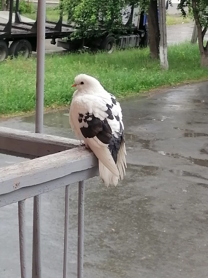 winged reader - My, White, Pigeon, Rain, Bad weather, Library, Summer, Mobile photography, Birds, Bird watching