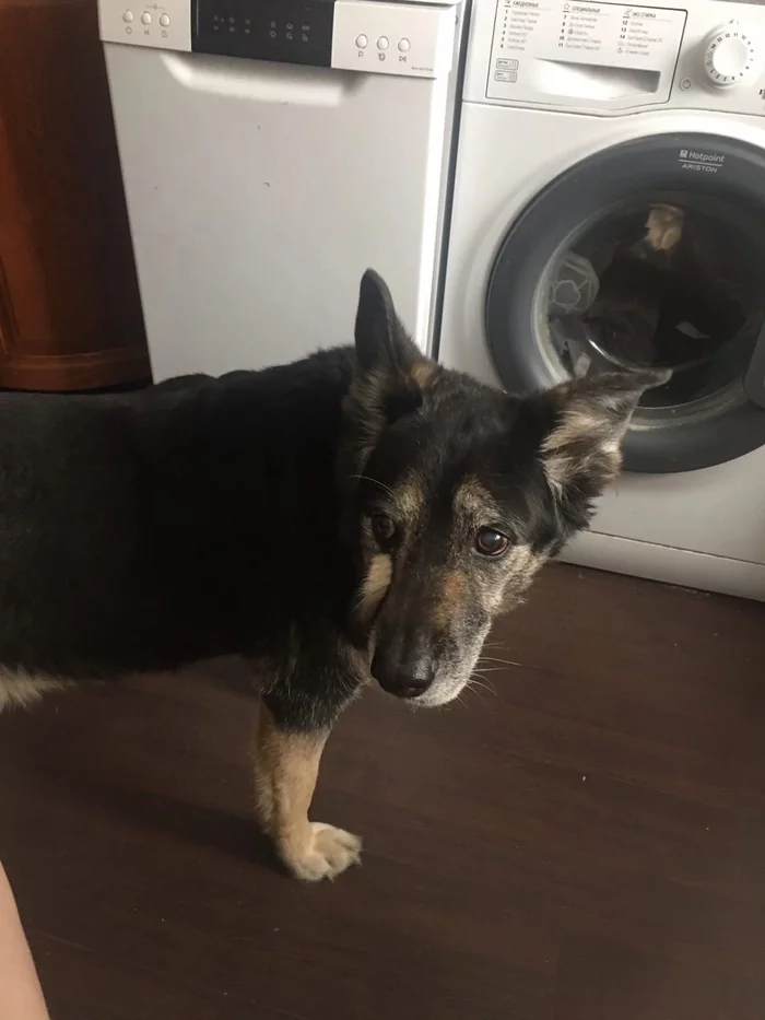 Lost friend of a lifetime [Found] - Dog, The dog is missing, Longpost, New Moscow, Troitsk, Vatutinki, A loss, The strength of the Peekaboo, Lost, New vatutinki, No rating, My