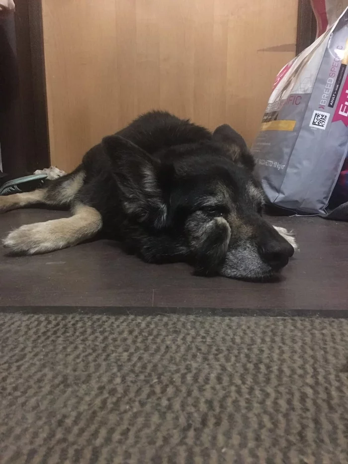 Lost friend of a lifetime [Found] - Dog, The dog is missing, Longpost, New Moscow, Troitsk, Vatutinki, A loss, The strength of the Peekaboo, Lost, New vatutinki, No rating, My