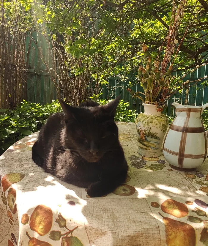 Still life with a cat - My, cat, Village, Nature, Dacha, beauty, Animals