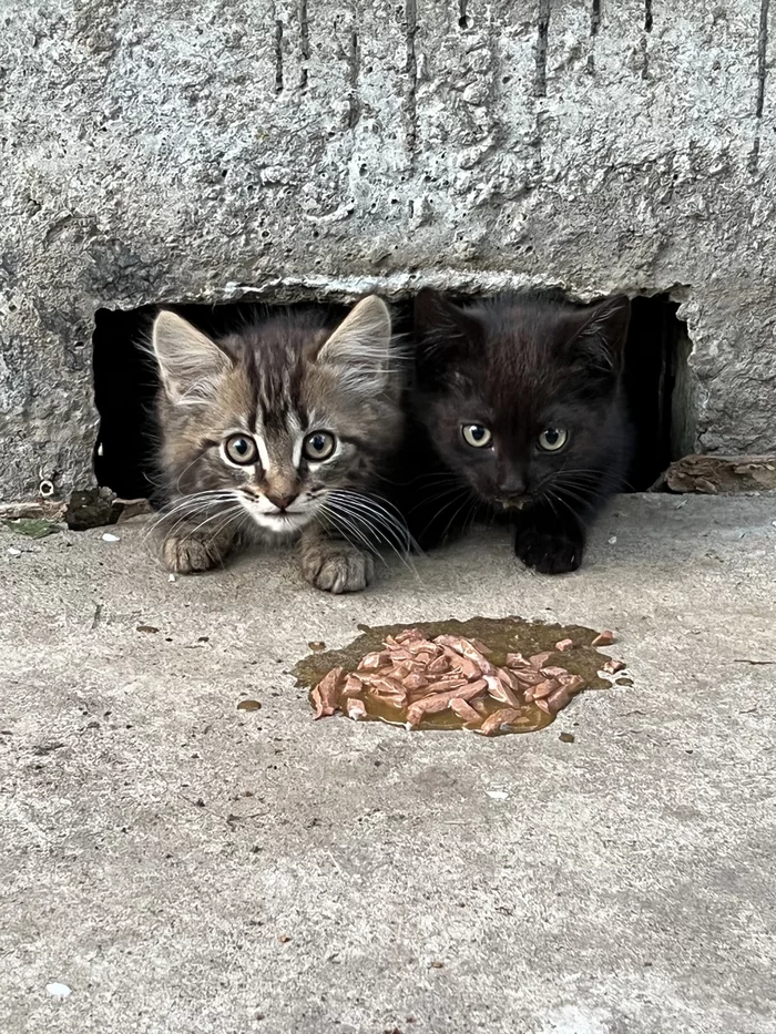 Two homeless kittens survive in the yard. - My, Kittens, In good hands, Saint Petersburg, Leningrad region, No rating, Helping animals, Animal Rescue, Homeless animals, Fluffy, cat, Black cat, Animals, Pets, Kindness, Good deeds, Volunteering, Help, Video, Vertical video, Longpost