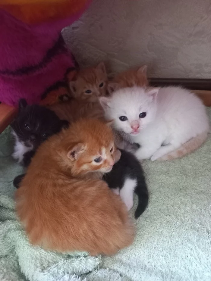 Life is not the same without a cat - My, Kittens, In good hands, I will give, Kaliningrad, Kaliningrad region, cat, No rating