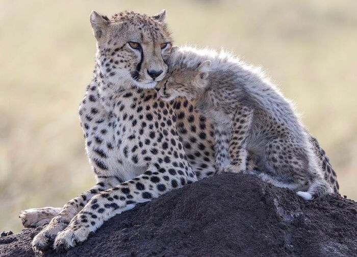 Мама вернулась