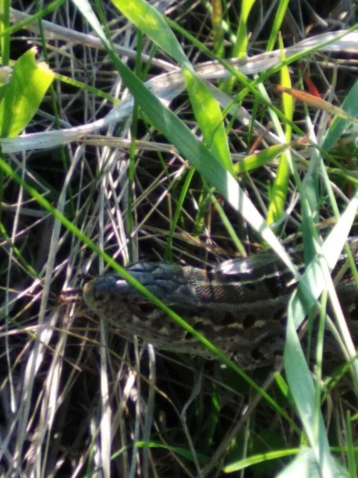 That's who I met on the banks of the river Pyshma Lizard - beauty of nature, Summer, Lizard, Longpost