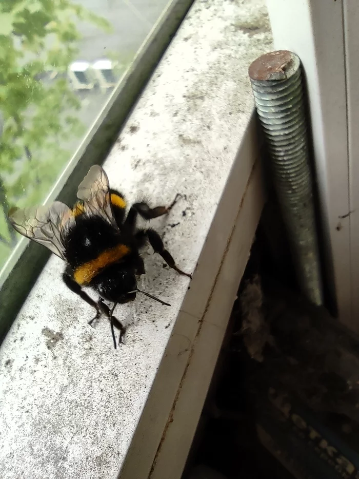 Zheppa bumblebee - My, Mobile photography, Bumblebee, Spring, Buzz, Longpost