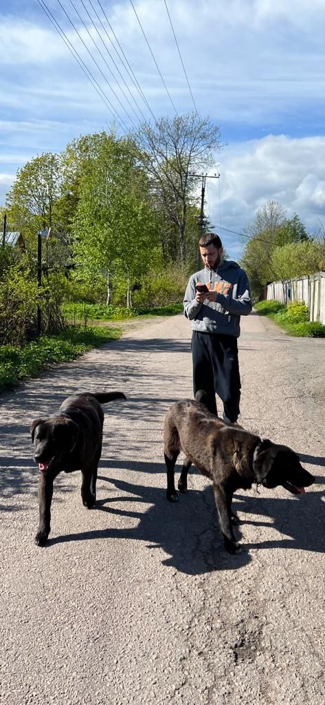 Two mestizo Labradors were dropped out of the car in Toksovo 10 days ago. - My, Animal Rescue, Leningrad region, Dog, No rating, Saint Petersburg, In good hands, The strength of the Peekaboo, Video, Vertical video, Longpost