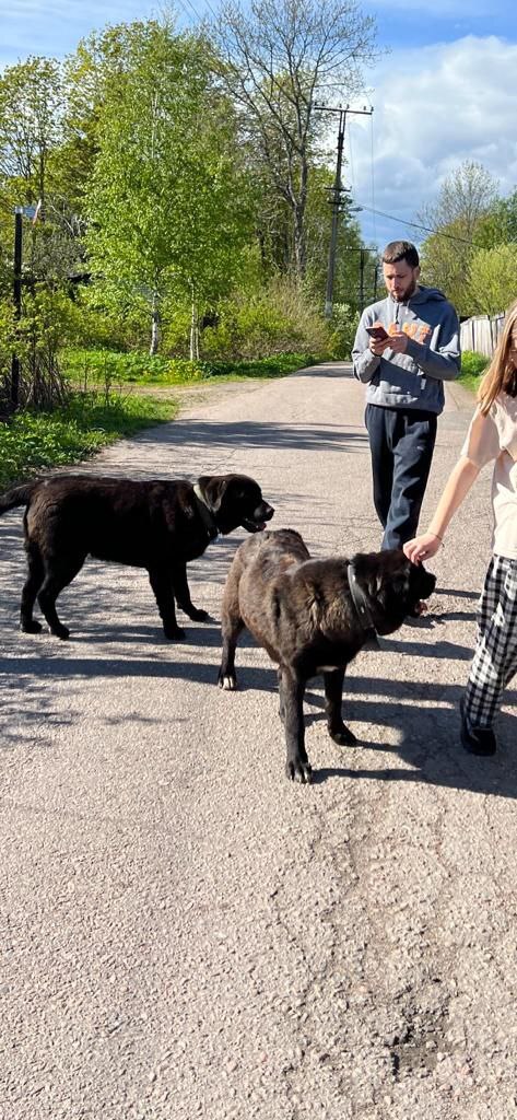 Two mestizo Labradors were dropped out of the car in Toksovo 10 days ago. - My, Animal Rescue, Leningrad region, Dog, No rating, Saint Petersburg, In good hands, The strength of the Peekaboo, Video, Vertical video, Longpost