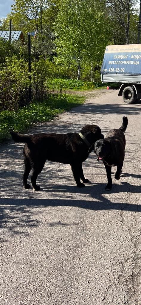 Two mestizo Labradors were dropped out of the car in Toksovo 10 days ago. - My, Animal Rescue, Leningrad region, Dog, No rating, Saint Petersburg, In good hands, The strength of the Peekaboo, Video, Vertical video, Longpost