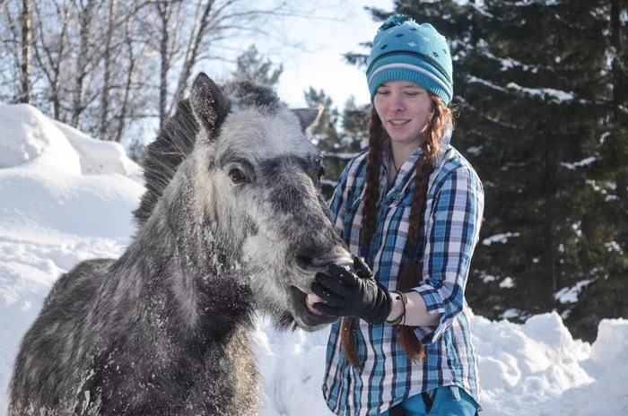 Mythbusters about ponies. Part 1 - My, Horses, Pony, Horseback riding, Animals, Pets, Myths, Horseback Riding, Longpost