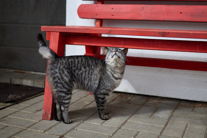 ����������� �������