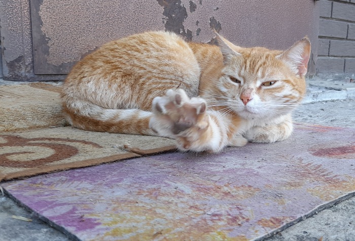 ��� ����, �������� ���