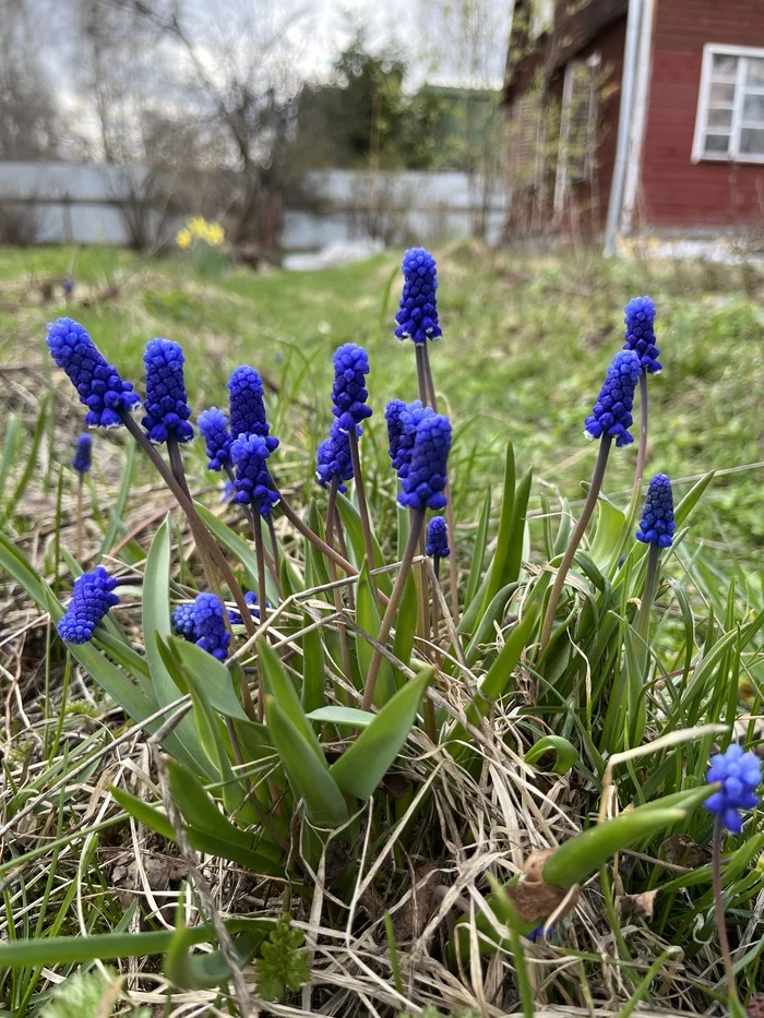 May May May - Spring, May, Bloom, Longpost