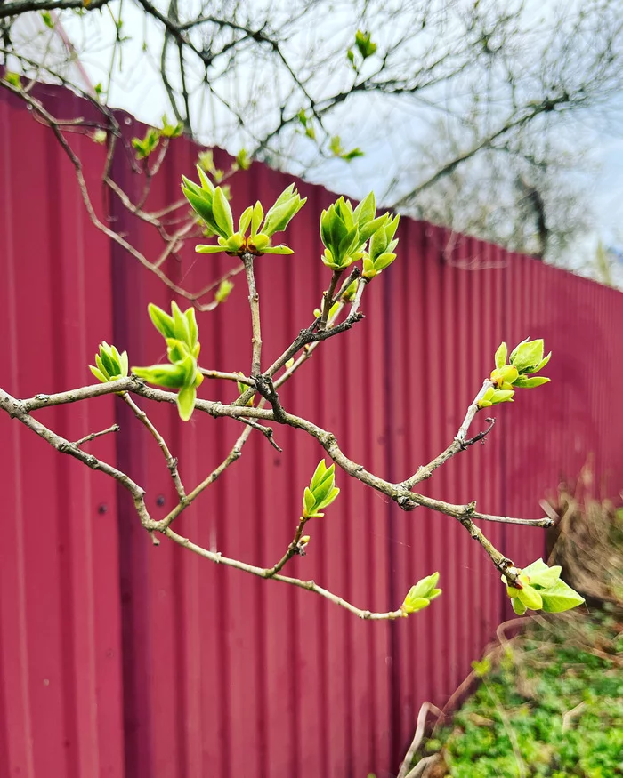 May May May - Spring, May, Bloom, Longpost