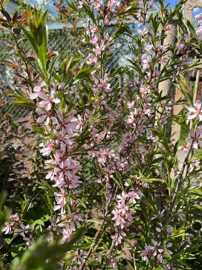 May May May - Spring, May, Bloom, Longpost