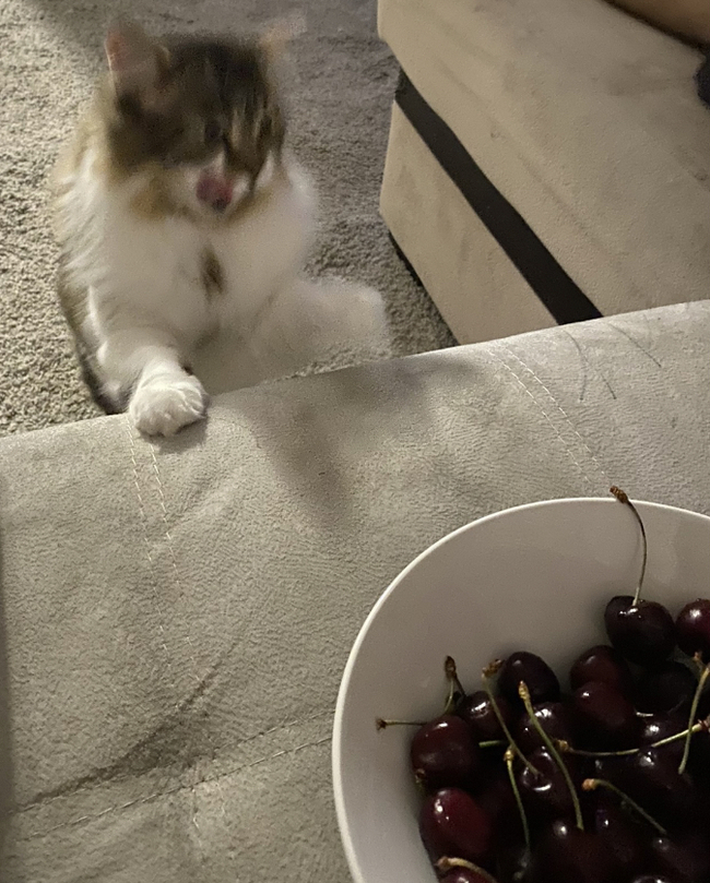 delicious - My, cat, Cherries, Beautiful, Pets