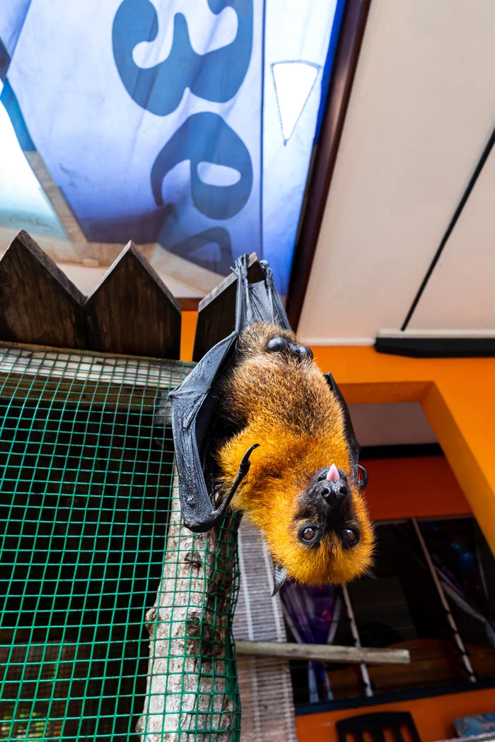 mr flying fox - My, The photo, Animals, Africa