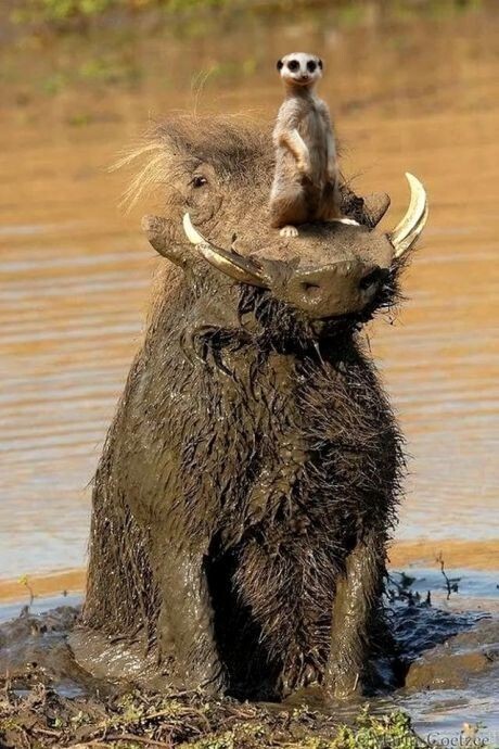 meerkat and warthog - Nature, Meerkat, Warthog, The photo, Positive, Photoshop