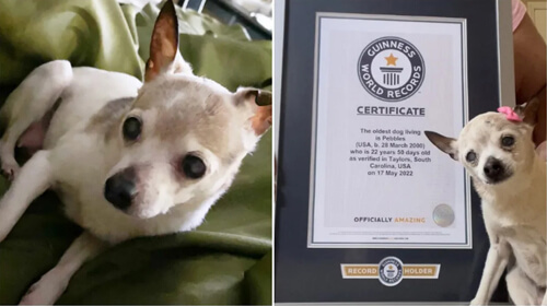 Toy Fox Terrier officially recognized as the oldest 22-year-old centenarian - Dog, Animals, Long-liver, World record, Longpost
