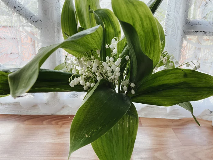 lilies of the valley - My, Mobile photography, Ryazan Oblast, Lilies of the valley, Flowers