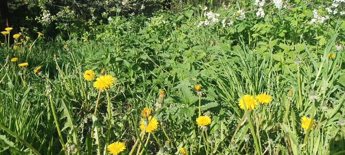 Продолжение продолжения поста «Одуванчики против..."