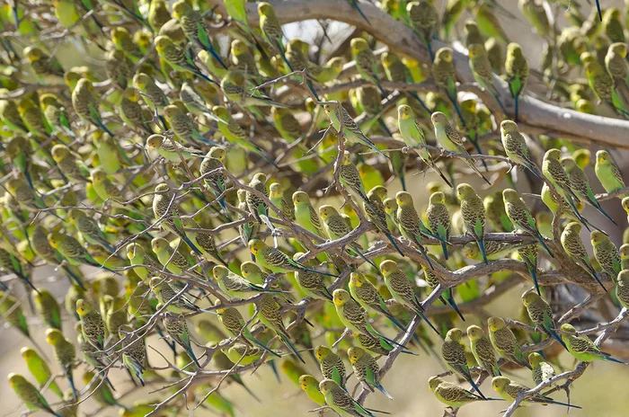 landscaping - Budgies, Australia, wildlife, A parrot, The photo