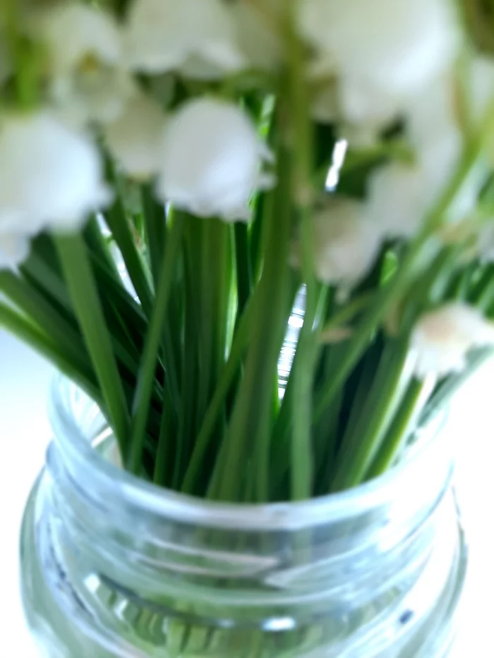 white miracle - My, Flowers, Spring, Lilies of the valley, Longpost