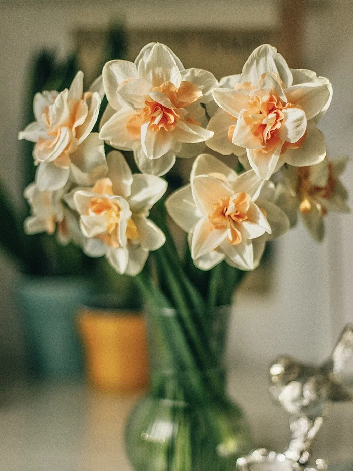 Daffodils from the garden - My, Daffodils flowers, Beautiful, Spring, Canon, Gardening, Longpost