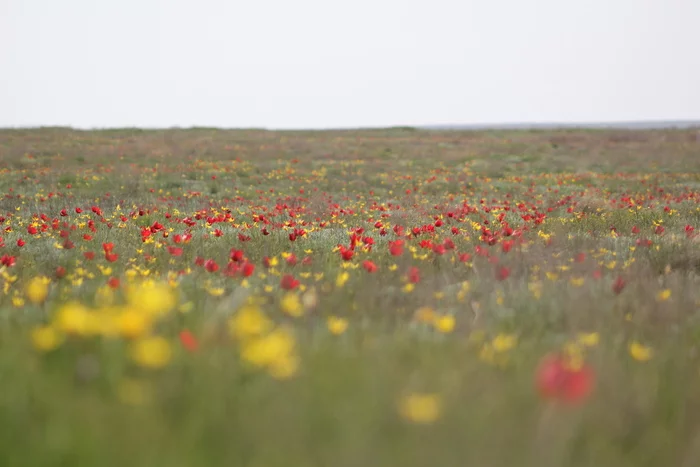 Tulips in Kalmykia - My, Tulips, Schrenck tulips, Steppe, Kalmykia, Flowers, Bloom