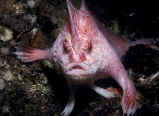 pink shovelfish - Animals, Amazing, Nature, A fish, Shovelfish