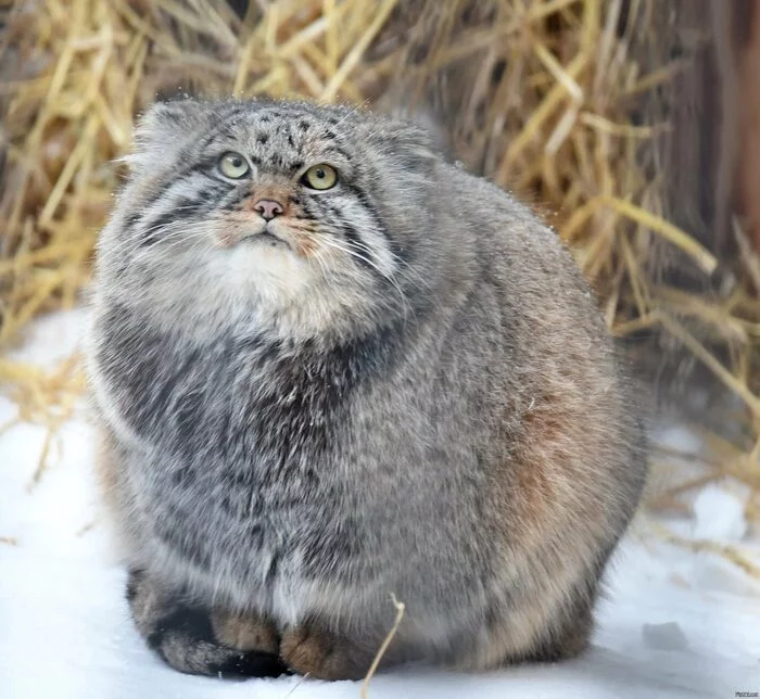 manul - cat, Pallas' cat, Wild animals, The photo, Cat family, Small cats, Predatory animals