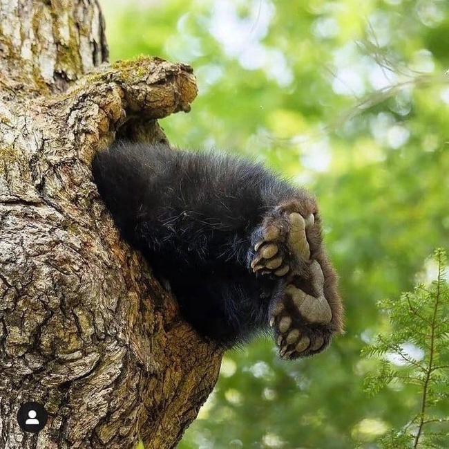 Чёрт!!!! Это какие-то неправильные пчёлы! - Фотография, Медведи, Животные, Бурые медведи, Дикие животные, Медвежата