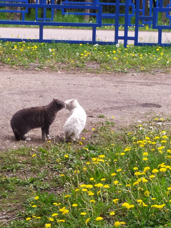 Котиный поцелуй