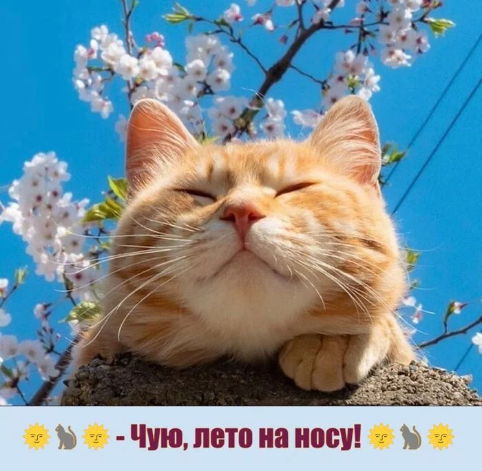 Seeing off spring... :) - My, Spring, May, Bloom, Summer is coming, Romance, Poems, Love, Men and women, Relationship, cat, Mood, Picture with text, Longpost